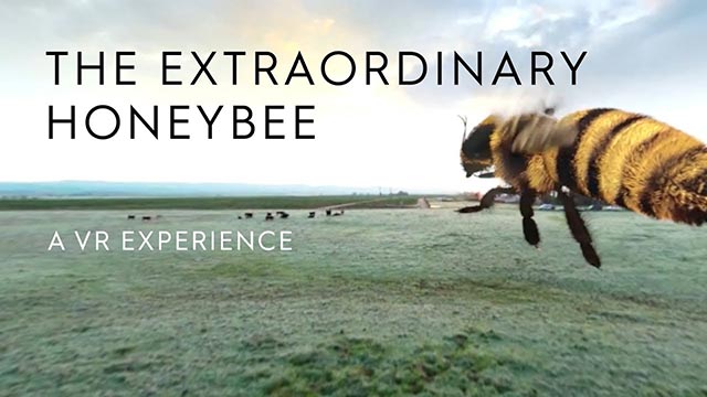 The extraordinary honey bee